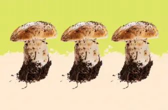 can i compost mushrooms: The Top Useful Tips
