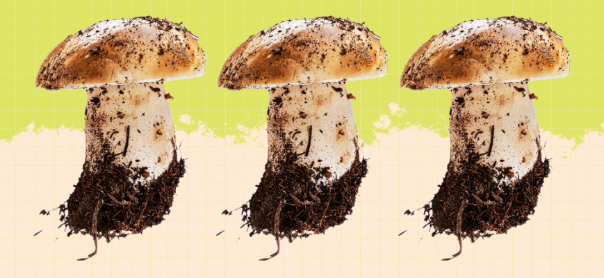 can i compost mushrooms: The Top Useful Tips