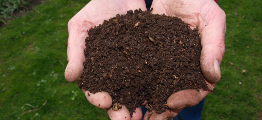 Soil smells like sewage: Shocking Reasons Why & Solutions