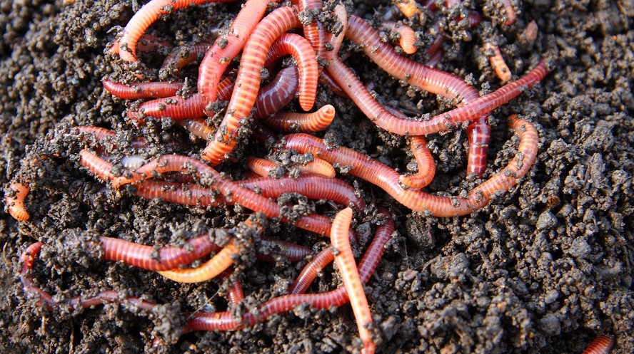 compost worms vs. earthworms