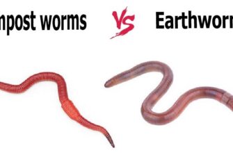 Compost Worms Vs. Earthworms: Best Professional Guide