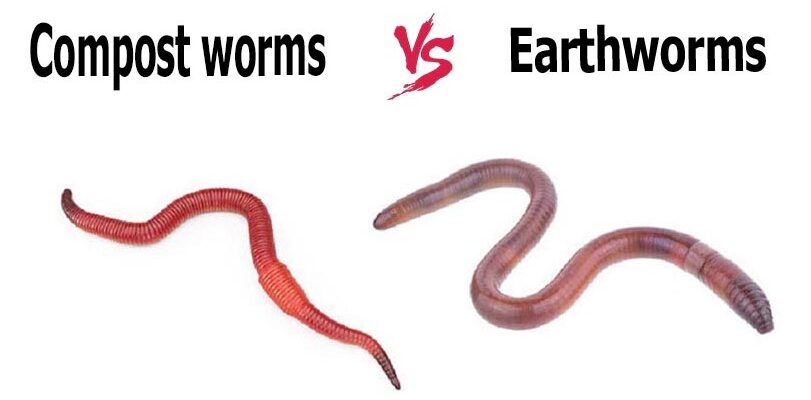 Compost Worms Vs. Earthworms: Best Professional Guide