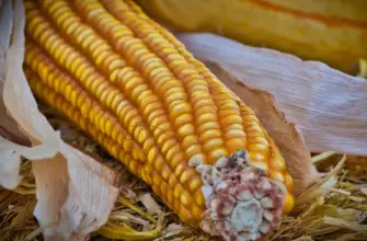 can you compost corn cobs: The Best-known Tips 2022