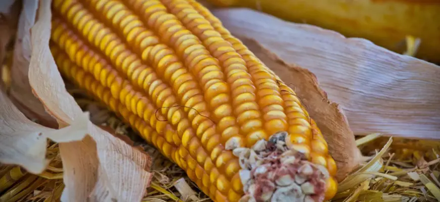 can you compost corn cobs: The Best-known Tips 2022