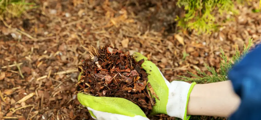 What are the Disadvantages of composting: Top recommendation