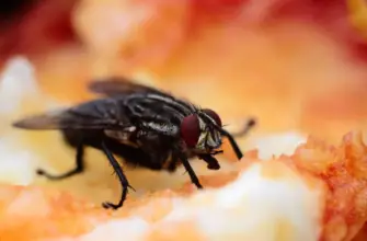 flies in compost: The best solution for your problem 2022