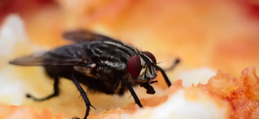 flies in compost: The best solution for your problem 2022