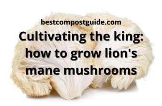 How to grow lion's mane mushrooms? The best guide
