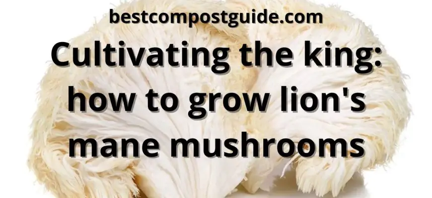 How to grow lion's mane mushrooms? The best guide