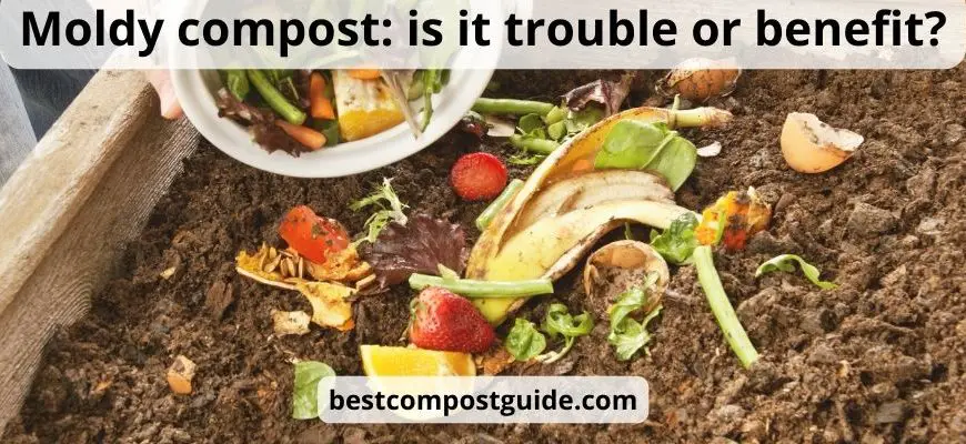 Moldy compost: top 3 good mold & super helpful guide