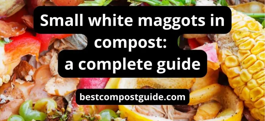 Are small white maggots in compost harmful? Best explanation