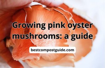 Growing pink oyster mushrooms: the best guide
