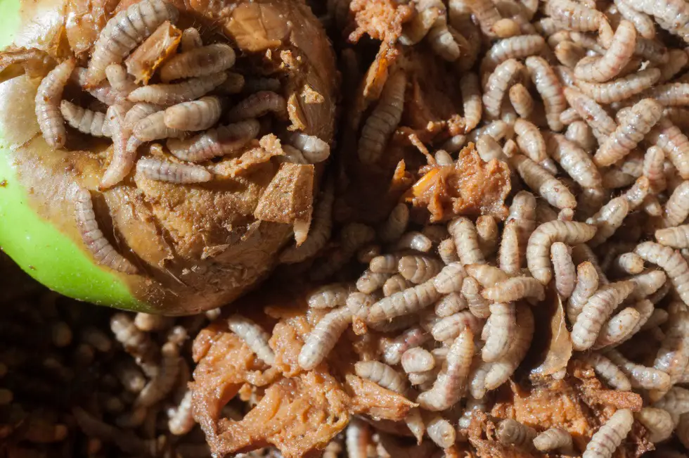 maggots in compost 5