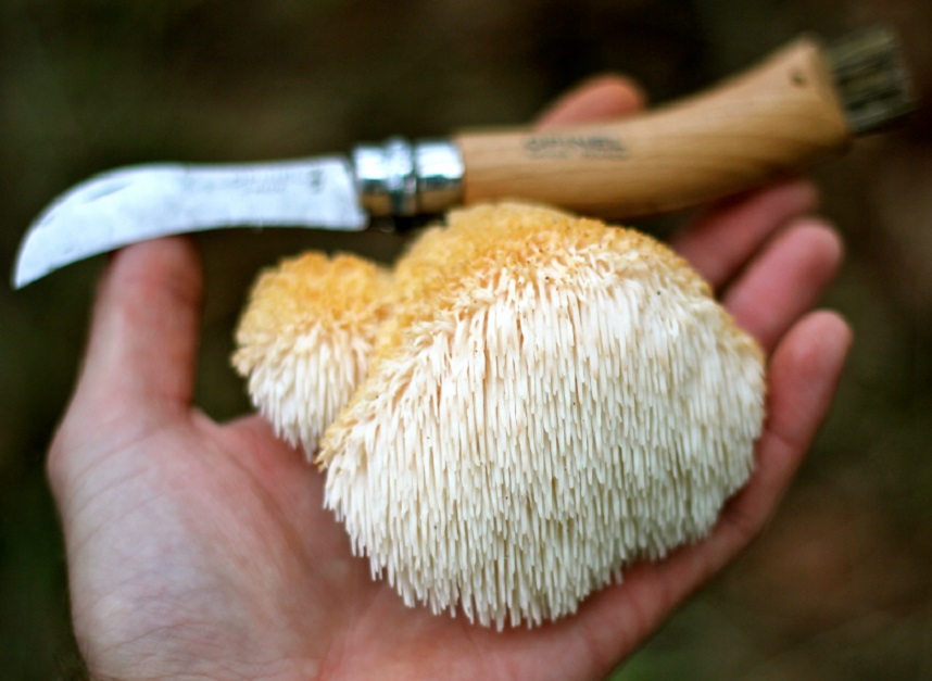 mushrooms 1