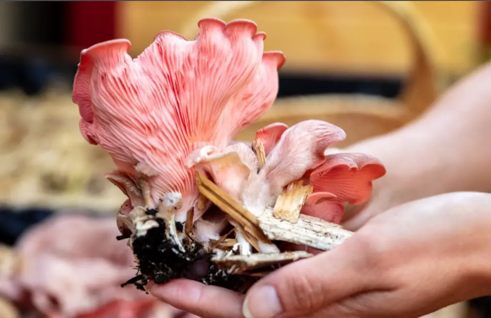 oyster mushrooms 3