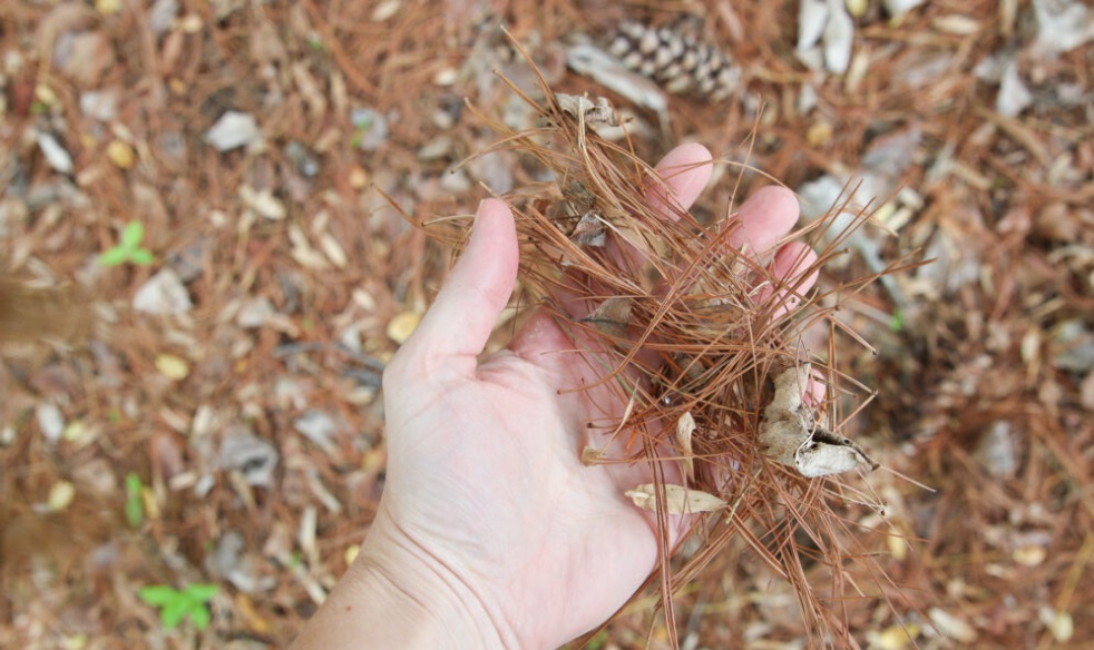 pine needles 5